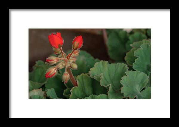 Landscape Framed Print featuring the photograph Baby Bloomers by G Lamar Yancy
