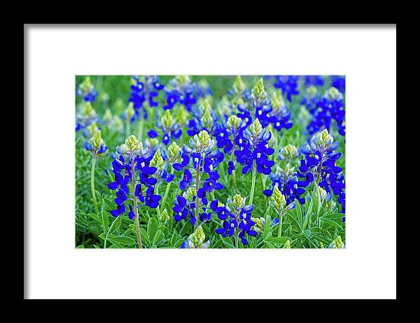 Texas Bluebonnets Framed Print featuring the photograph Baby Bluebonnets by Lynn Bauer
