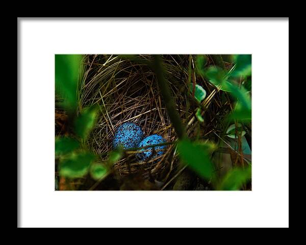 Baby Blues Prints Framed Print featuring the photograph Baby Blues by John Harding