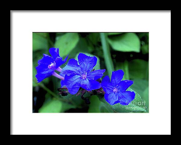 Baby Blues Framed Print featuring the digital art Baby Blues by Tammy Keyes