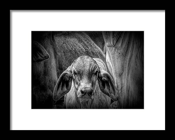 Portrait Framed Print featuring the photograph Baby Brahman Calf Black And White by Joan Stratton