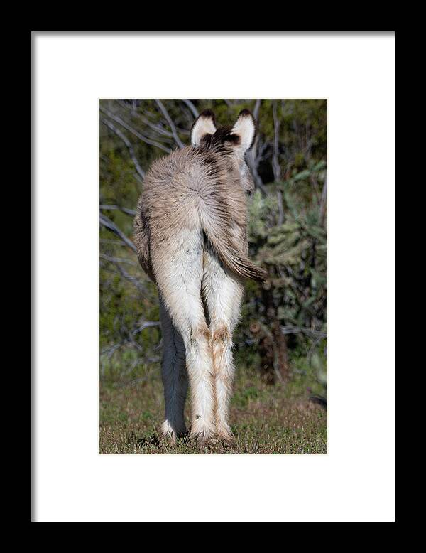 Wild Burros Framed Print featuring the photograph Baby Burro Butts Drive Me Nuts by Mary Hone