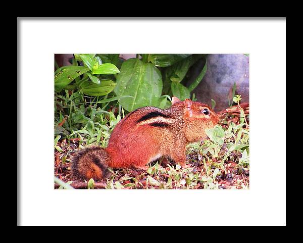 #chipmunk #eating #sunflowers Framed Print featuring the photograph Baby Chipmunk Eating by Belinda Lee