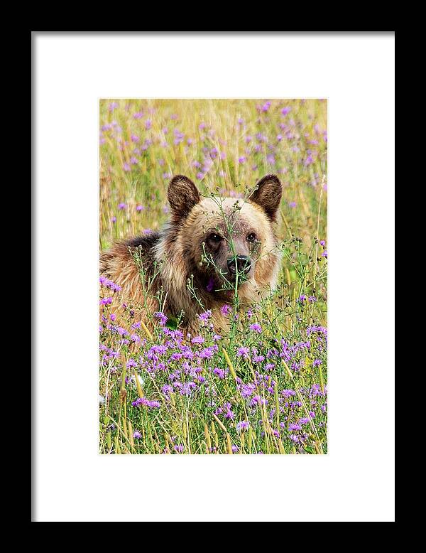 Grizzly Framed Print featuring the photograph Baby Face 2 by Darlene Bushue