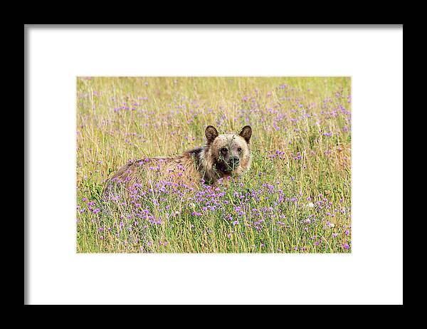 Grizzly Framed Print featuring the photograph Baby Face 3 by Darlene Bushue