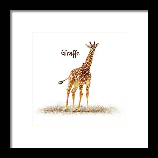 Giraffe Framed Print featuring the photograph Baby Giraffe on White by Good Focused
