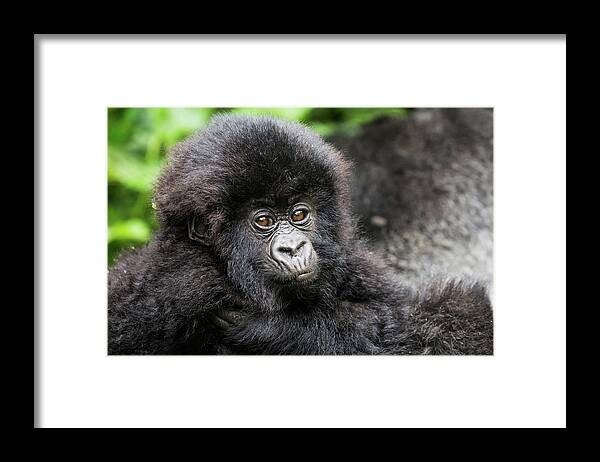 Africa Framed Print featuring the photograph Baby Gorilla by Brooke Reynolds