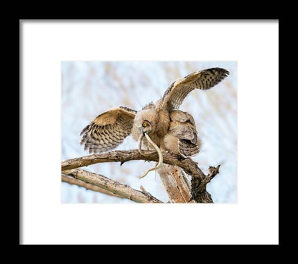 Great Horned Owls Framed Print featuring the photograph Great Horned Owlet with Snake by Judi Dressler