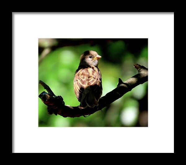 Birds Framed Print featuring the photograph Baby House Sparrow in the Shadows by Linda Stern