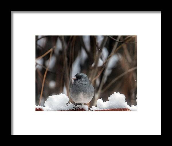 Junco Framed Print featuring the photograph Baby, it's Cold Outside by Laura Putman