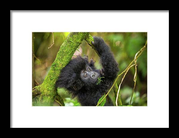 Mountain Gorilla Framed Print featuring the photograph Baby Mountain Gorilla by Kate Malone