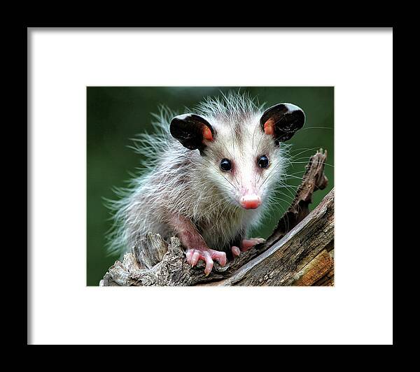  Framed Print featuring the photograph Baby Opossum by William Rainey