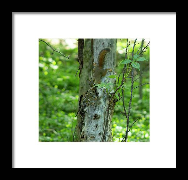 Squirrels Framed Print featuring the photograph Baby Squirrels by Geoff Jewett