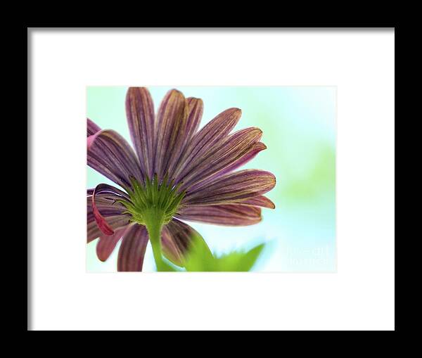 Color Framed Print featuring the photograph Back View 3 by Dorothy Lee