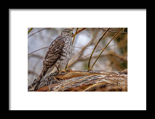 Hawk Framed Print featuring the photograph Backyard Birding by Dlamb Photography
