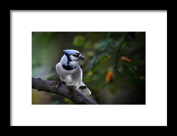Limited Framed Print featuring the photograph Backyard Bully by DArcy Evans