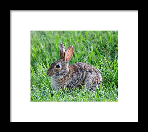 Rabbit Framed Print featuring the photograph Backyard Bunny by David Beechum