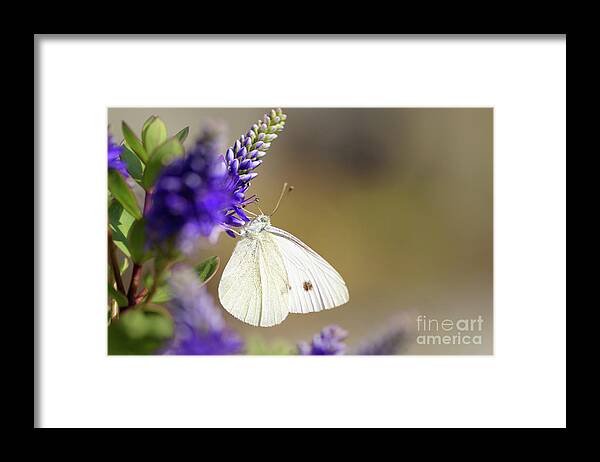Cabbage White Framed Print featuring the photograph Backyard Cabbage White Butterfly by Nancy Gleason