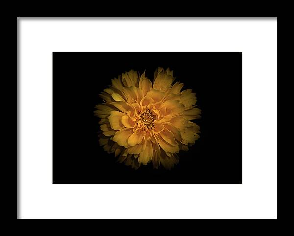 Brian Carson Framed Print featuring the photograph Backyard Flowers 79 Color Version by Brian Carson
