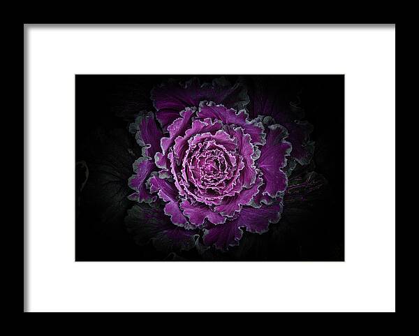 Brian Carson Framed Print featuring the photograph Backyard Flowers No 97 Color Version by Brian Carson