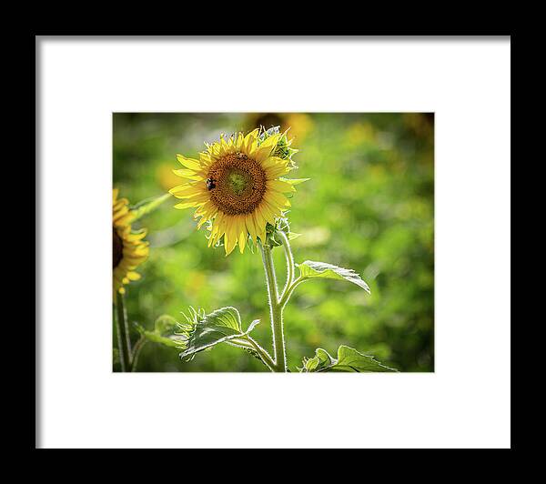 Bees Framed Print featuring the photograph Bad Hair Day Sunflower by Randy Bayne