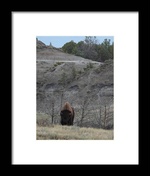 Bison Framed Print featuring the photograph Badlands Bull by Amanda R Wright