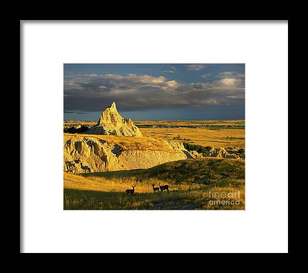 00175613 Framed Print featuring the photograph Badlands Mule Deer by Tim Fitzharris