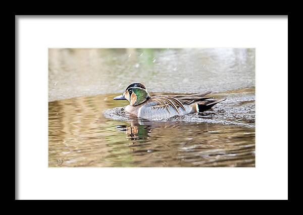 Baikal Teal Framed Print featuring the photograph Baikal Teal, a beautiful and rare visitor in Sweden by Torbjorn Swenelius