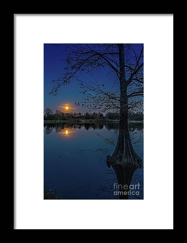 Night Framed Print featuring the photograph Bald Cyprus Tree Under Moon Light by Tom Watkins PVminer pixs