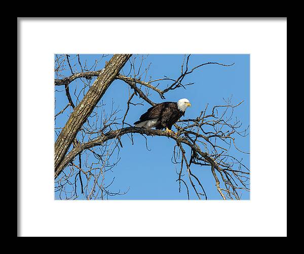 American Bald Eagle Framed Print featuring the photograph Bald Eagle 2019-21 by Thomas Young