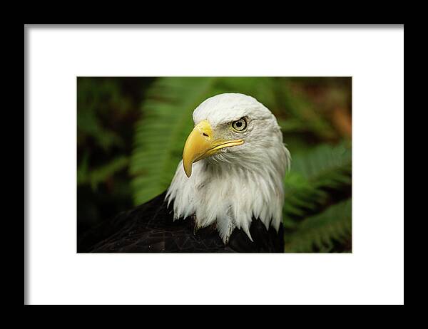 Bald Eagle Framed Print featuring the photograph Bald Eagle by Bob Cournoyer