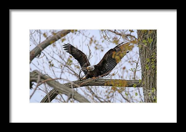 Bald Eagle Framed Print featuring the photograph Bald Eagle Breaking Off Branch For Nest 1734 by Jack Schultz