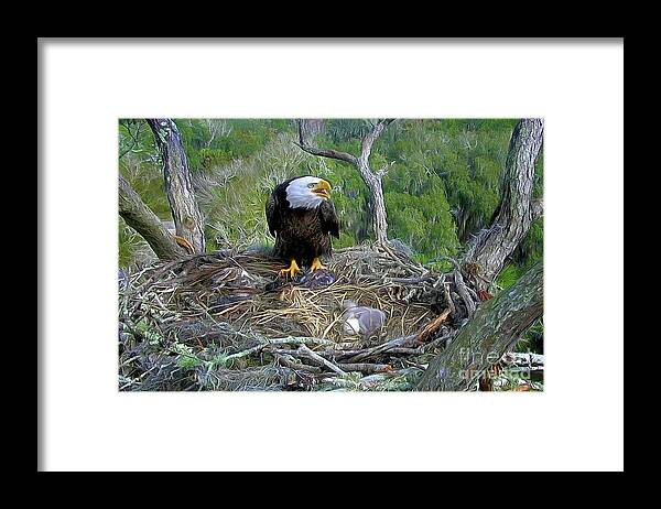 Bald Eagle Framed Print featuring the photograph Bald Eagle - Calling Her Mate by Scott Cameron