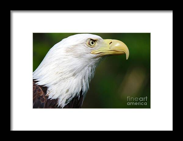 Bald Eagle Framed Print featuring the photograph Bald Eagle close up by Dlamb Photography