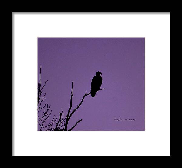 Eagle Framed Print featuring the photograph Bald Eagle in Silhouette by Mary Walchuck