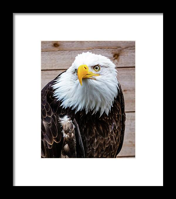 Bald Framed Print featuring the digital art Bald Eagle Ketchikan by SnapHappy Photos