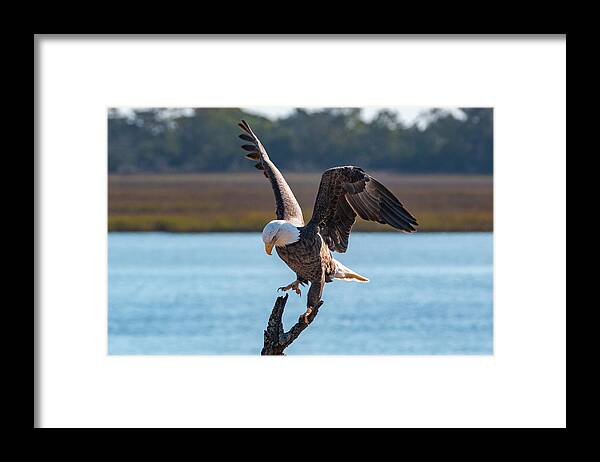 Bald Eagle Framed Print featuring the photograph Bald Eagle Landing by D K Wall