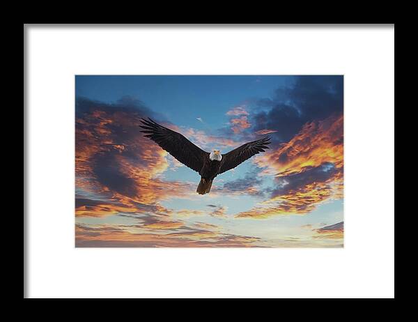 Alaska Framed Print featuring the photograph Bald Eagle Looking at Sunset by Darryl Brooks