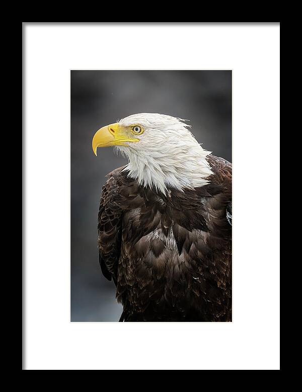 Eagle Framed Print featuring the photograph Bald Eagle Portrait by Joan Carroll