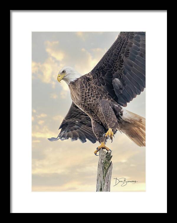 Eagle Framed Print featuring the photograph Bald Eagle Takeoff 1116 by Dan Beauvais