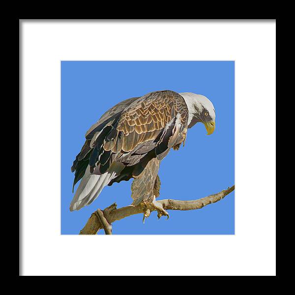 Bald Eagle Framed Print featuring the photograph Bald Eagle - Transparent by Nikolyn McDonald