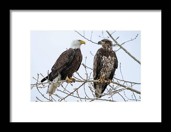 Bald Eagles Framed Print featuring the photograph Bald Eagles on Branch by Wesley Aston