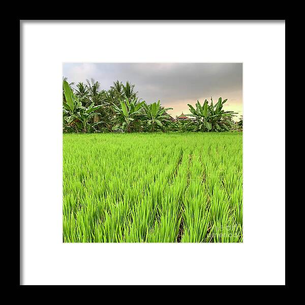 Bali Framed Print featuring the photograph Bali Fields by Wendy Golden