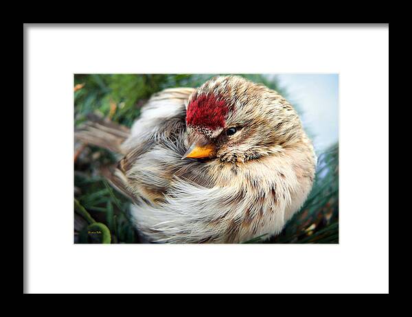 Bird Framed Print featuring the photograph Ball of Feathers by Christina Rollo