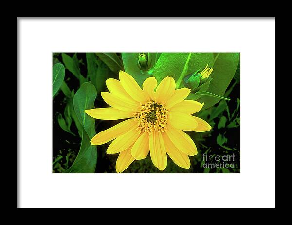 Dave Welling Framed Print featuring the photograph Balsamroot Wildflower Balsamorhiza Sagitatta Wyoming by Dave Welling