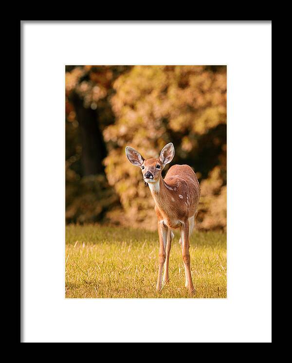 Deer Framed Print featuring the photograph Bambi Followed Me by Bill and Linda Tiepelman