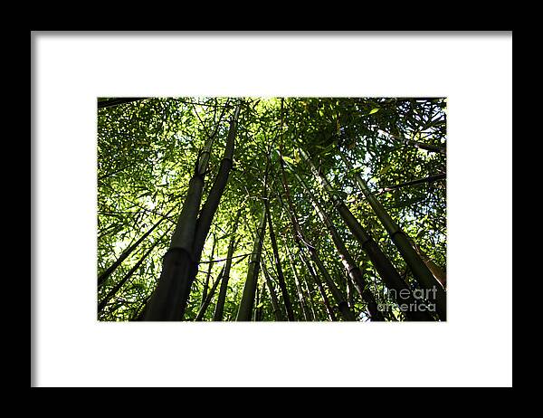 Vancouver Framed Print featuring the photograph Bamboo by Wilko van de Kamp Fine Photo Art