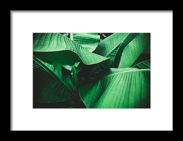 Tropical Rainforest Framed Print featuring the photograph Banana leaves are green nature. by Wilatlak Villette
