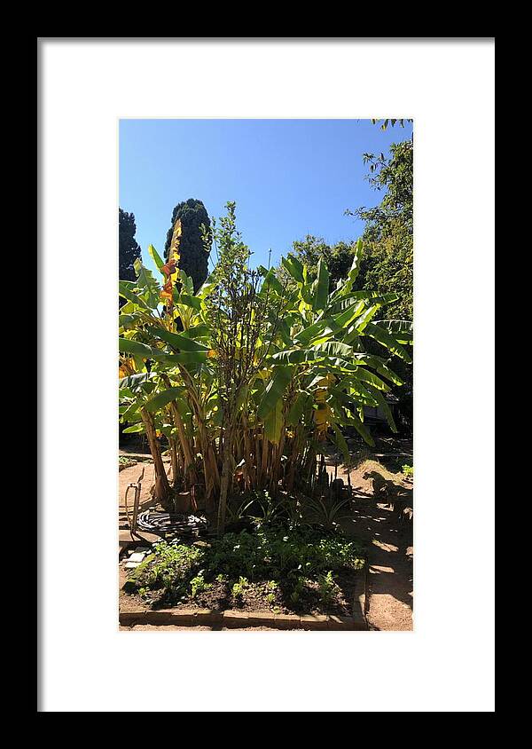 All Framed Print featuring the digital art Banana Plants in Backyard KN10 by Art Inspirity