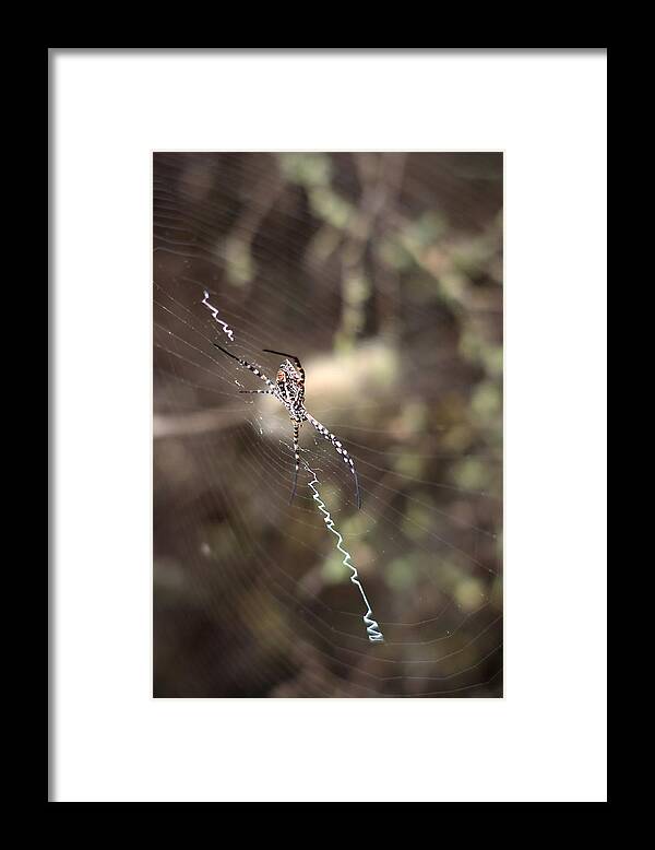 Animal Themes Framed Print featuring the photograph Banded garden spider by Iñaki Respaldiza